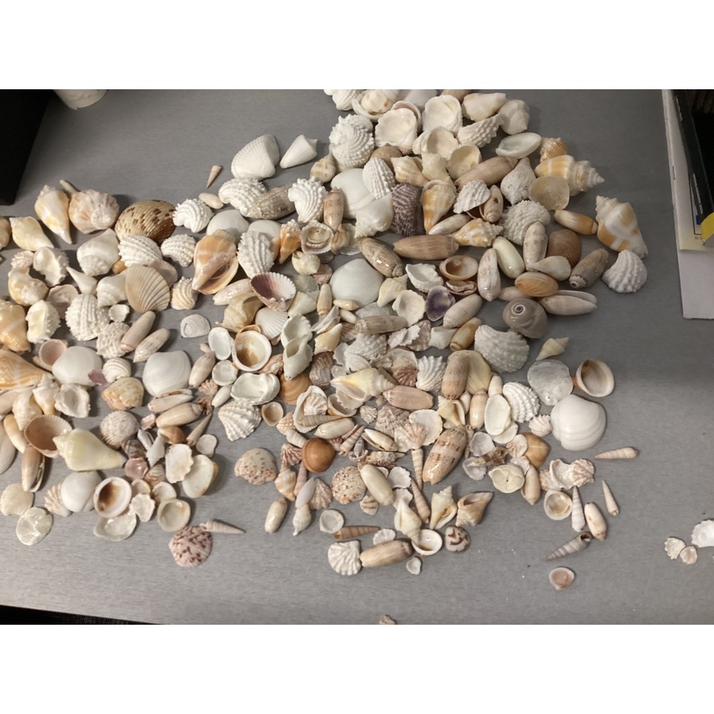 Box of dozens of shells from Florida some unique